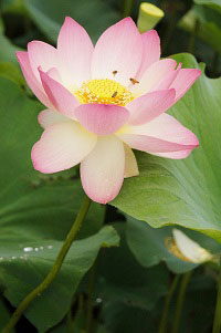 Lotus - Purifying Lotus - Purifying