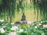 Lotus Pond